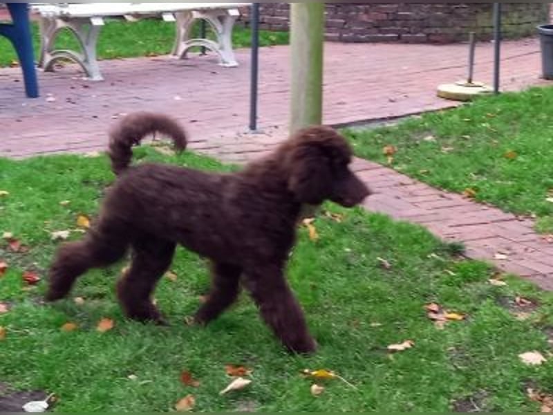 Großpudel braun Rüde Welpe Samu