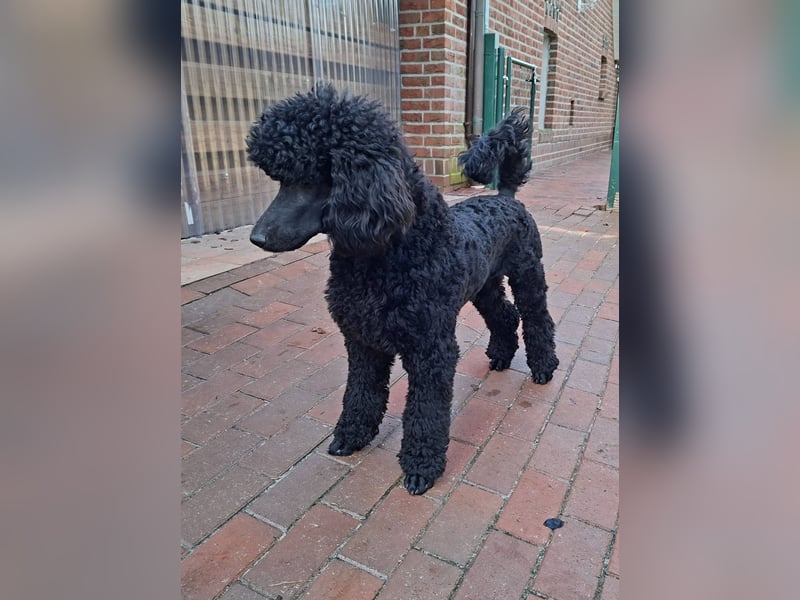 Großpudel / Königspudel schwarze  Junghündin Amira mit DPK/VDH Papiere