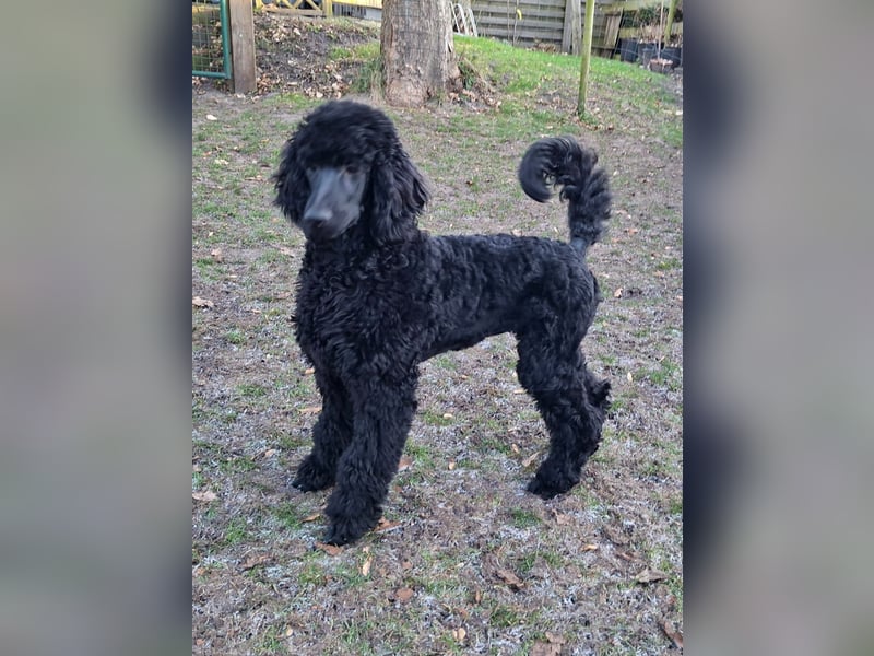 Großpudel / Königspudel schwarze Hündin Welpe Amira mit DPK/VDH Papiere