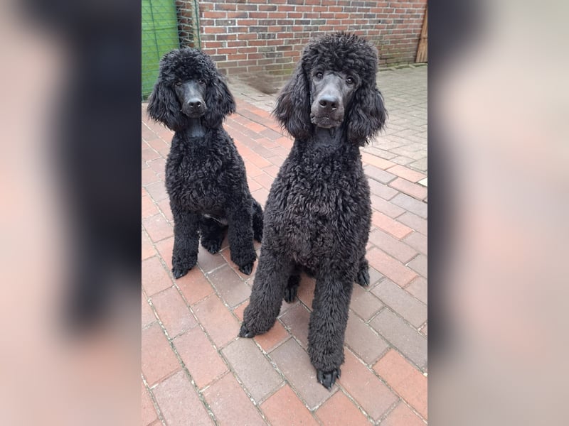 Großpudel / Königspudel schwarze  Junghündin Amira mit DPK/VDH Papiere