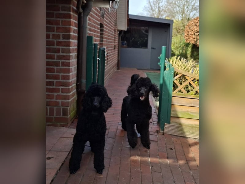 Großpudel / Königspudel schwarze  Junghündin Amira mit DPK/VDH Papiere