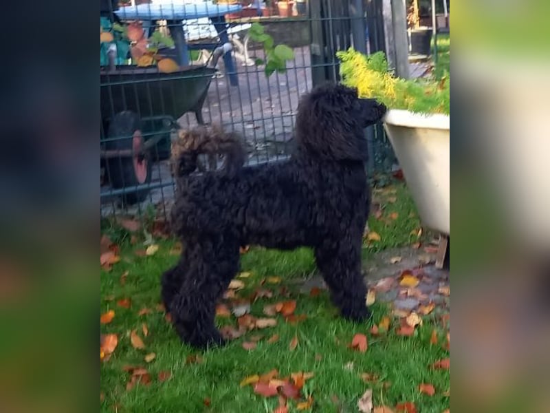 Großpudel Rüde Welpe schwarz,  navi grünes  Halsband