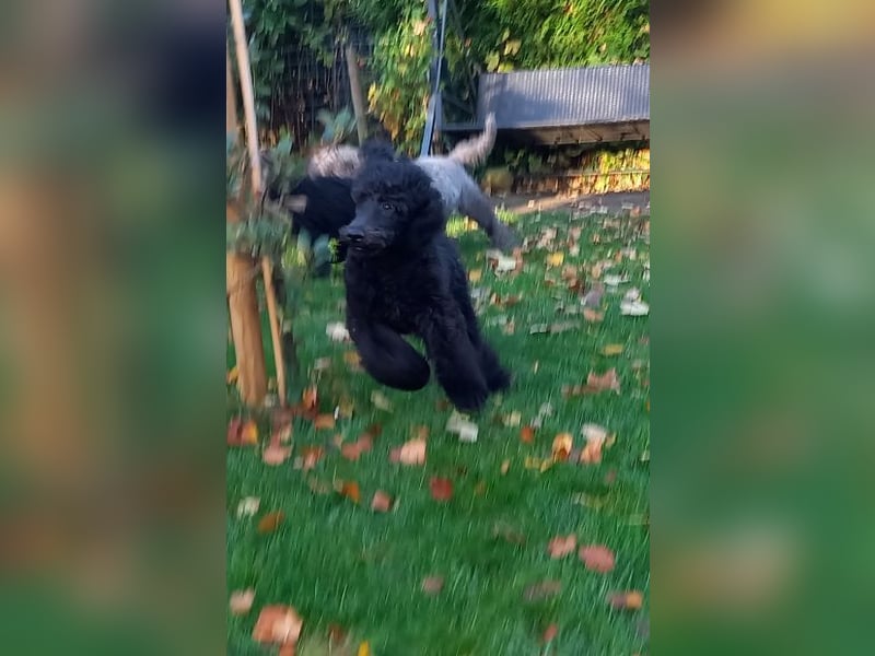 Großpudel Rüde Welpe schwarz,  navi grünes  Halsband