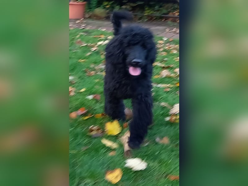 Großpudel schwarze Hündin Welpe Amira