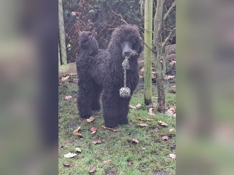 Großpudel / Königspudel Rüde Welpe schwarz Gary VDH/DPK Papiere