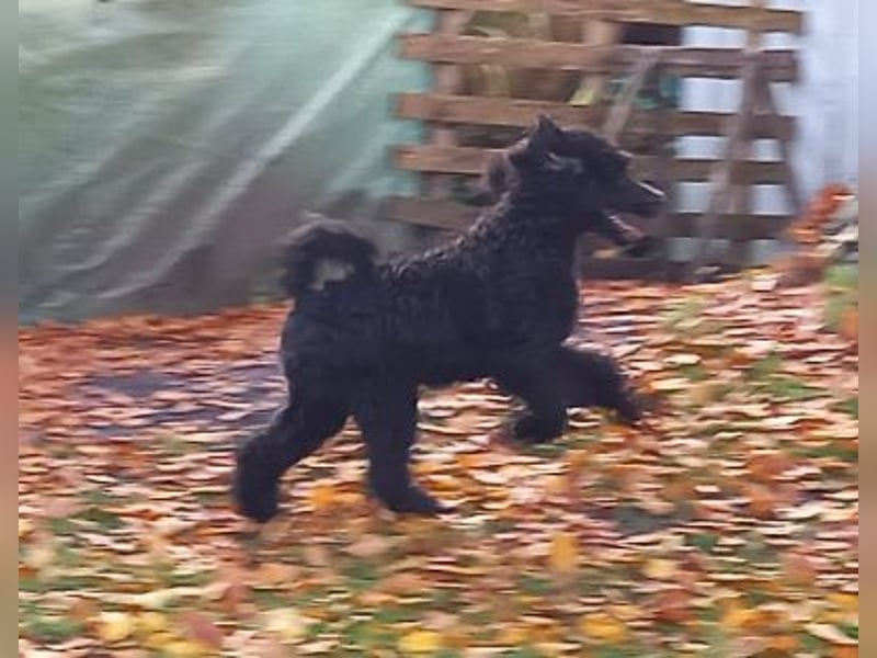 Großpudel Rüde Welpe schwarz,  navi grünes  Halsband