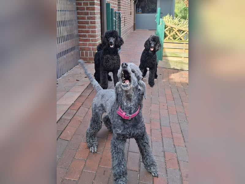 Großpudel / Königspudel schwarze  Junghündin Amira mit DPK/VDH Papiere