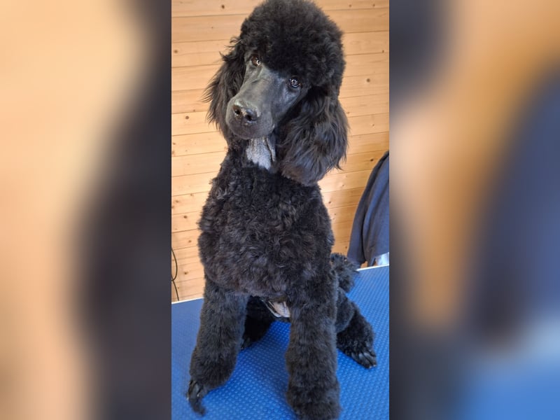 Großpudel / Königspudel schwarze  Junghündin Amira mit DPK/VDH Papiere