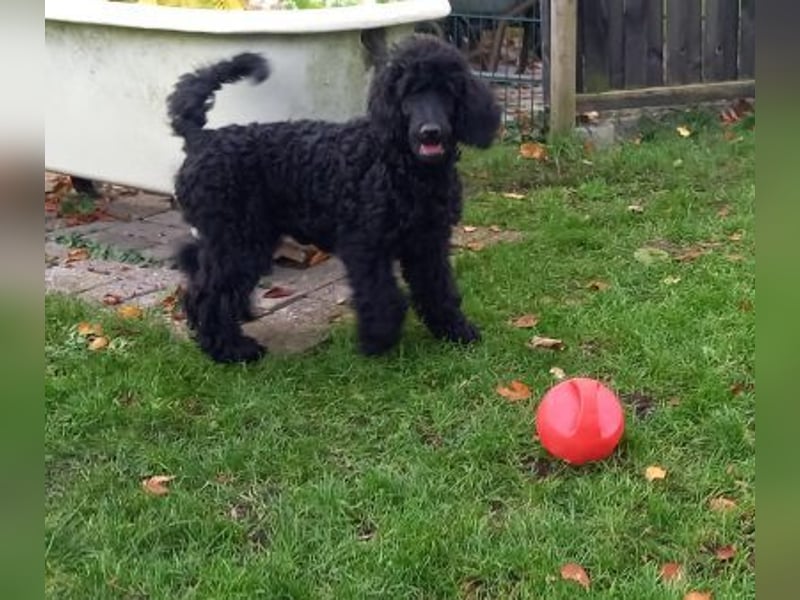 Großpudel schwarze Hündin Welpe Amira