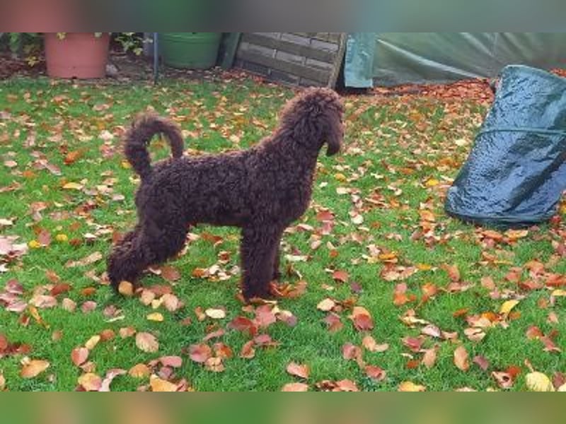 Großpudel braun Rüde Welpe Samu