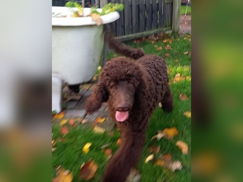 Großpudel braun Rüde Welpe Samu