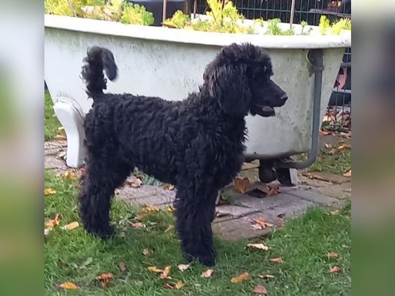 Großpudel schwarze Hündin Welpe Amira