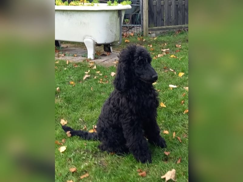 Großpudel schwarze Hündin Welpe Amira