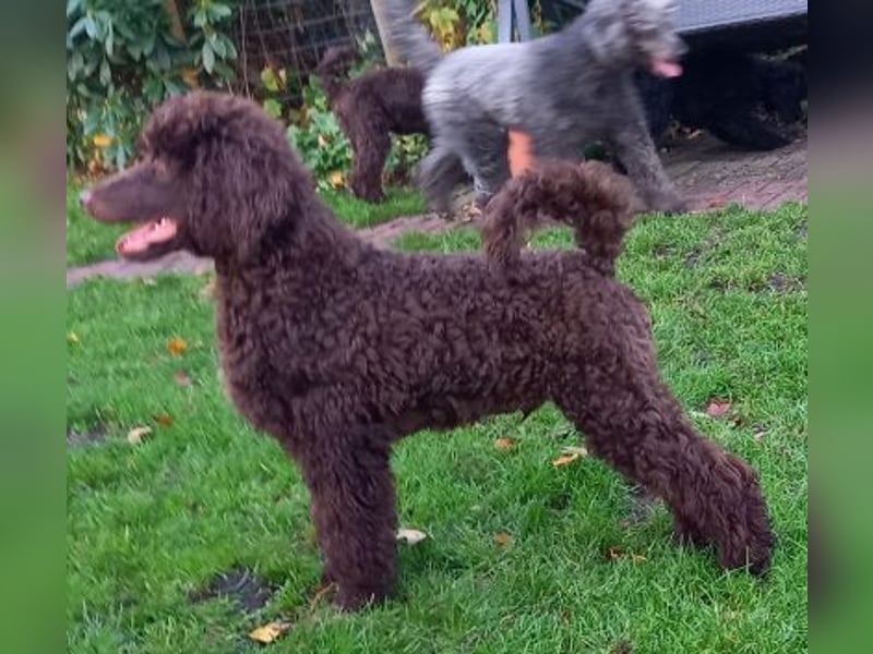 Großpudel braun Rüde Welpe Samu