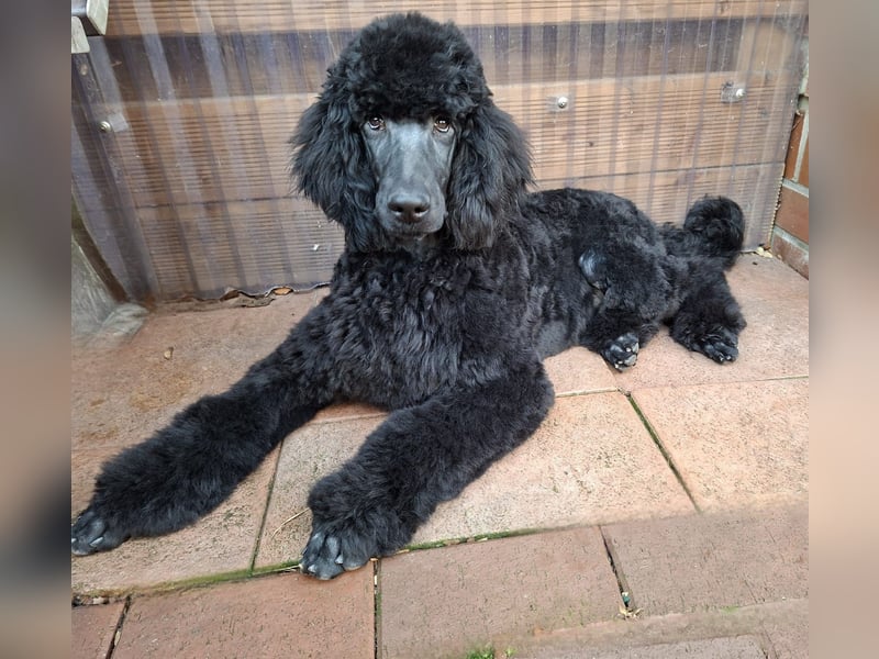 Großpudel / Königspudel schwarze Hündin Welpe Amira mit DPK/VDH Papiere