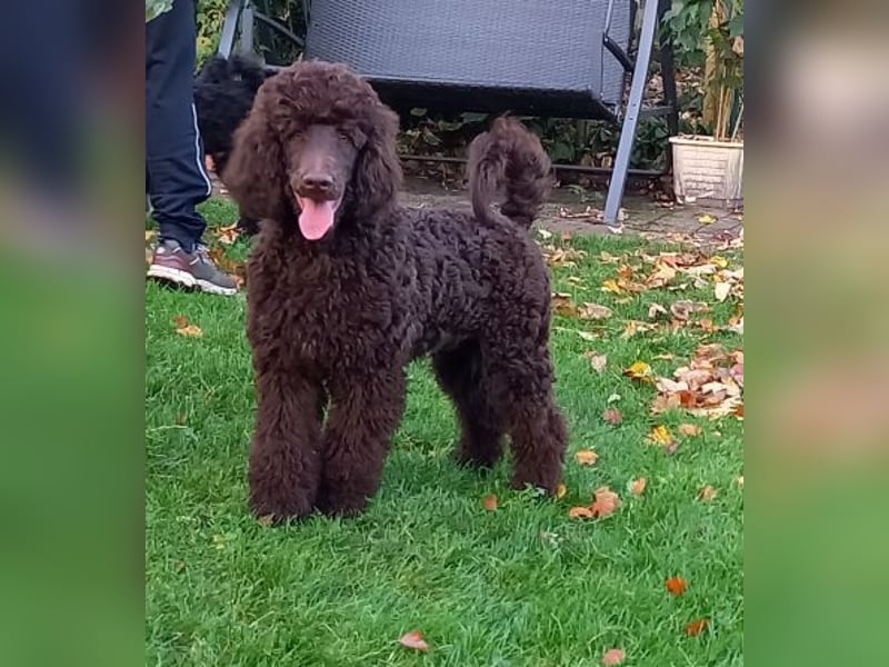 Großpudel braun Rüde Welpe Samu