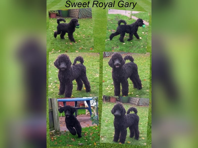 Großpudel Rüde Welpe schwarz,  navi grünes  Halsband