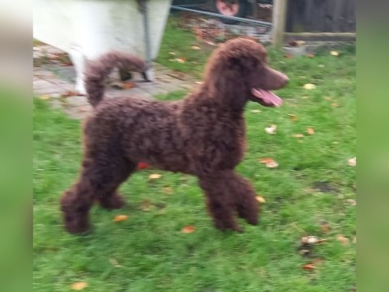 Großpudel braun Rüde Welpe Samu