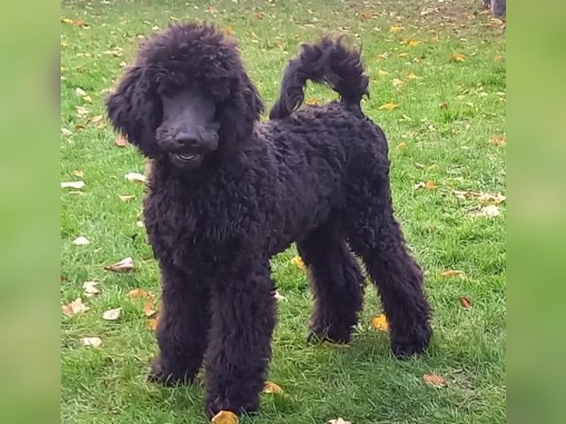 Großpudel Rüde Welpe schwarz,  navi grünes  Halsband