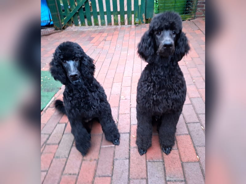 Großpudel / Königspudel schwarze Hündin Welpe Amira mit DPK/VDH Papiere