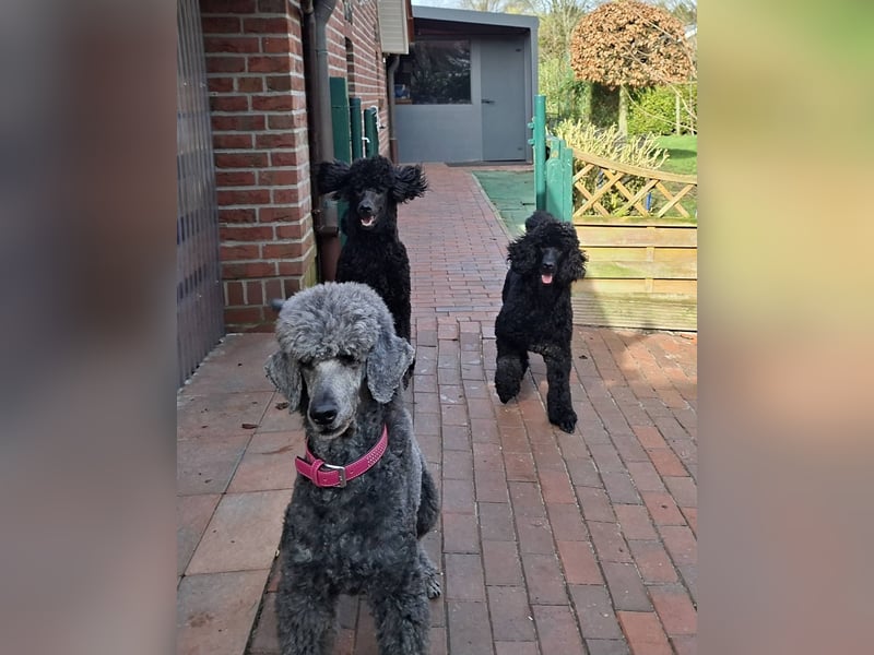 Großpudel / Königspudel schwarze  Junghündin Amira mit DPK/VDH Papiere