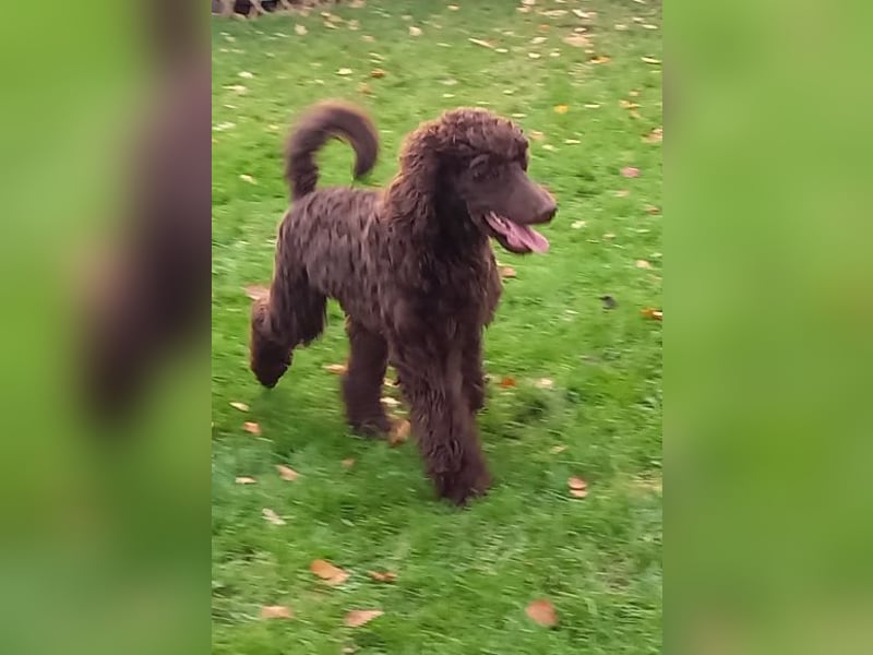 Großpudel braun Rüde Welpe Samu