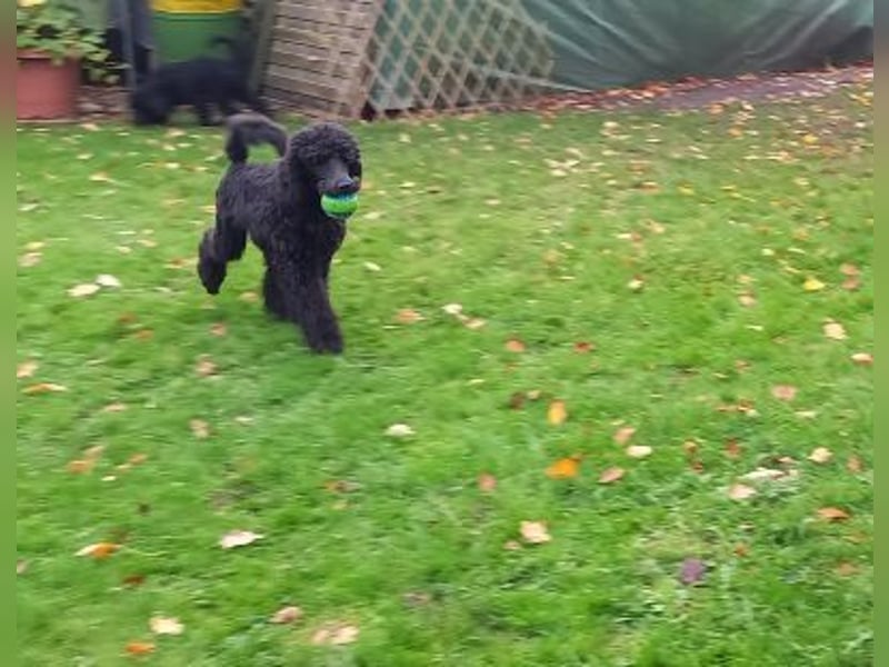 Großpudel Rüde Welpe schwarz,  navi grünes  Halsband