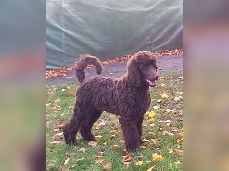 Großpudel braun Rüde Welpe Samu