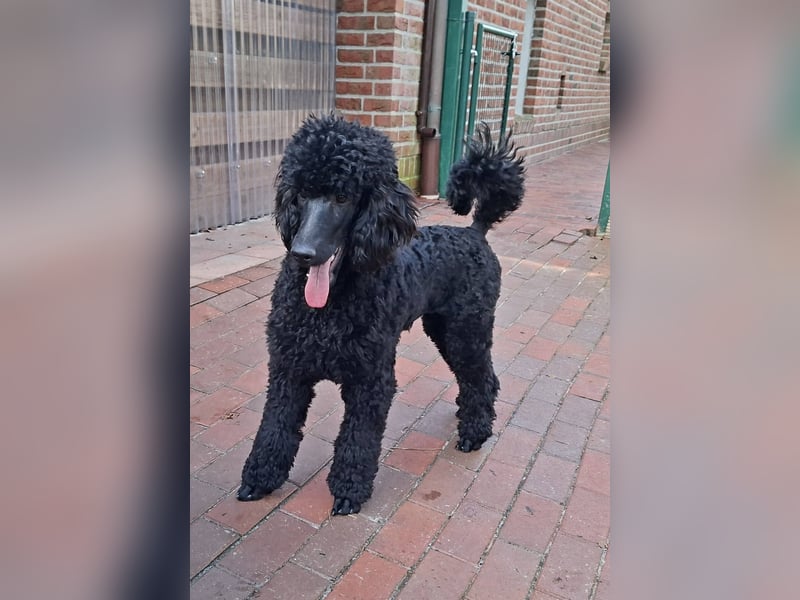 Großpudel / Königspudel schwarze  Junghündin Amira mit DPK/VDH Papiere