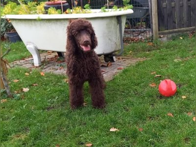 Großpudel braun Rüde Welpe Samu