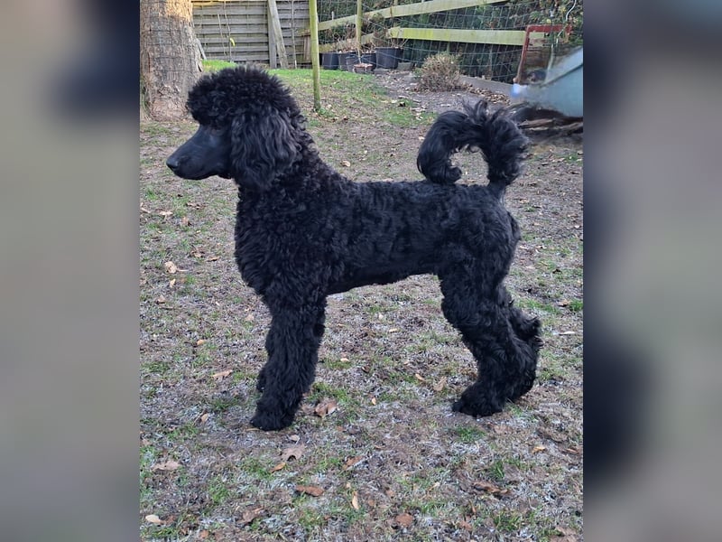 Großpudel / Königspudel schwarze Hündin Welpe Amira mit DPK/VDH Papiere