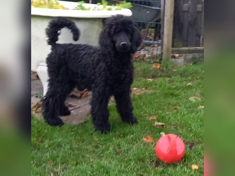 Großpudel schwarze Hündin Welpe Amira