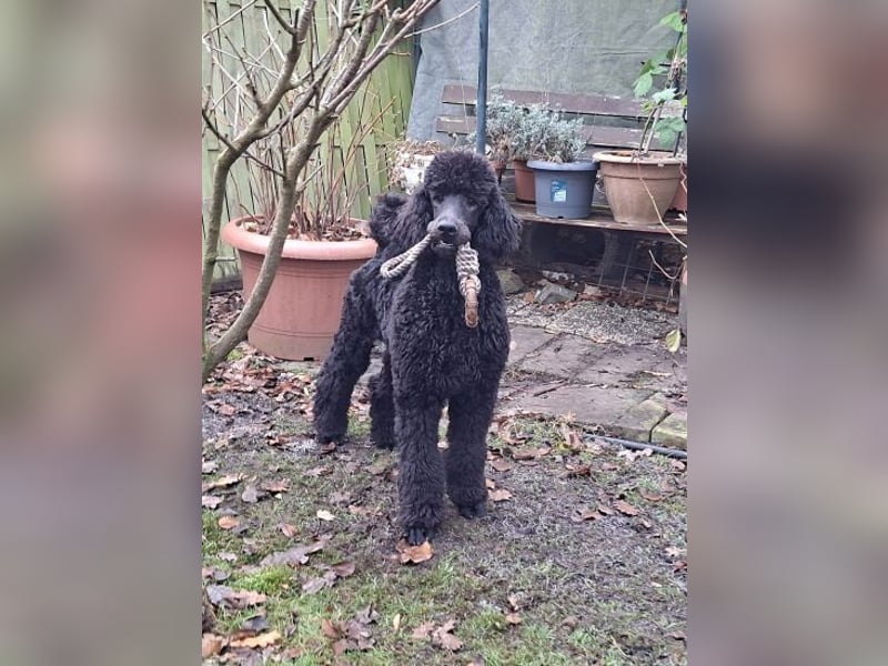 Großpudel / Königspudel Jungrüde schwarz Gary VDH/DPK Papiere