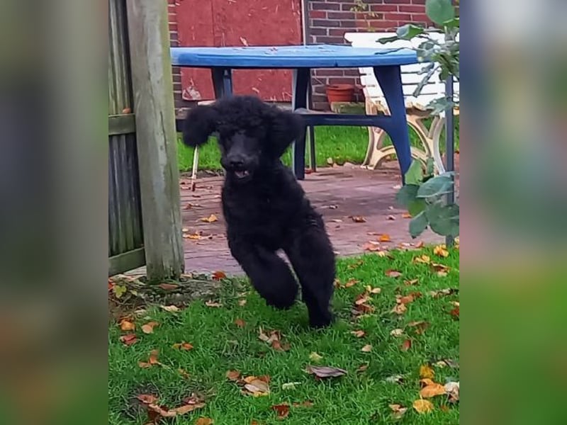 Großpudel Rüde Welpe schwarz,  navi grünes  Halsband