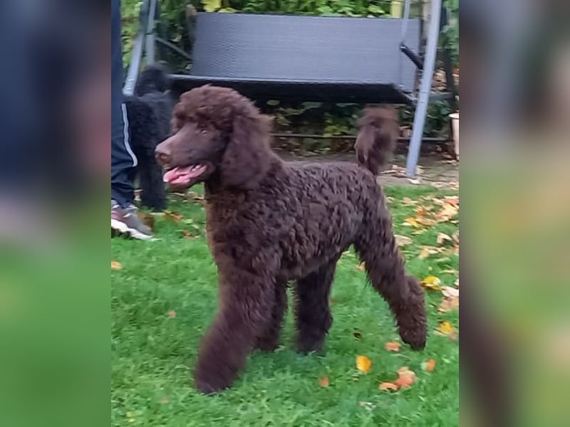 Großpudel braun Rüde Welpe Samu