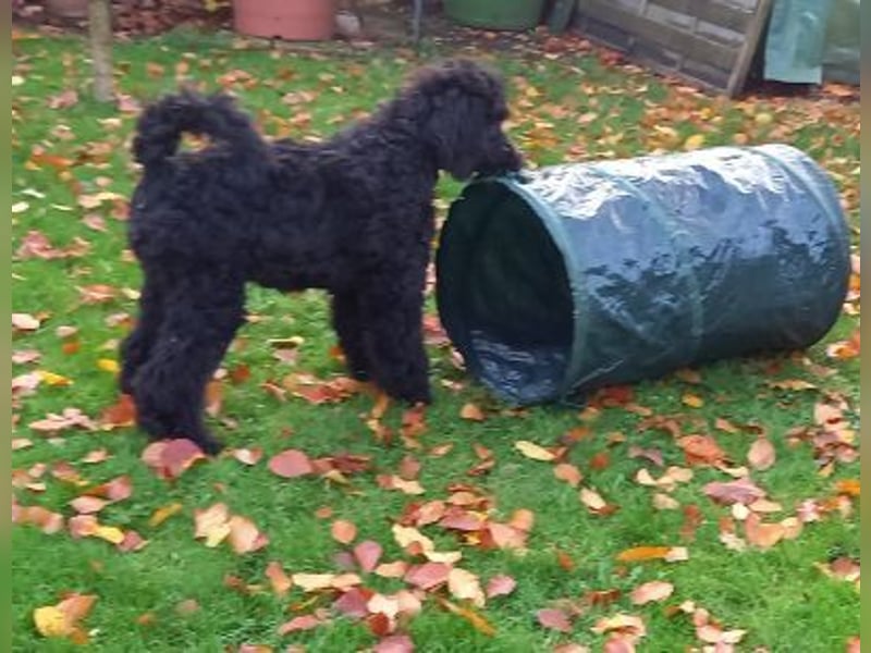 Großpudel Rüde Welpe schwarz,  navi grünes  Halsband