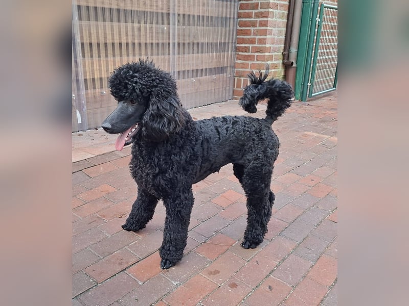 Großpudel / Königspudel schwarze  Junghündin Amira mit DPK/VDH Papiere