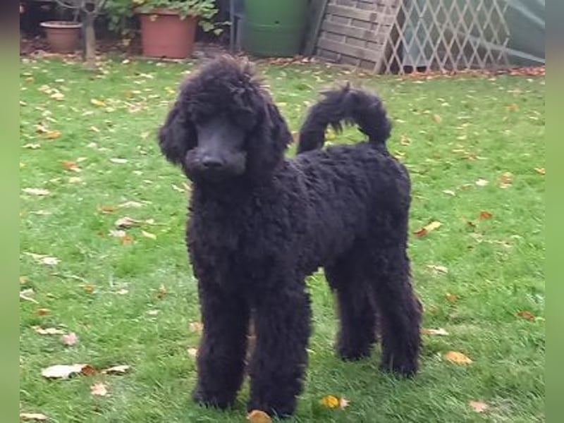 Großpudel Rüde Welpe schwarz,  navi grünes  Halsband