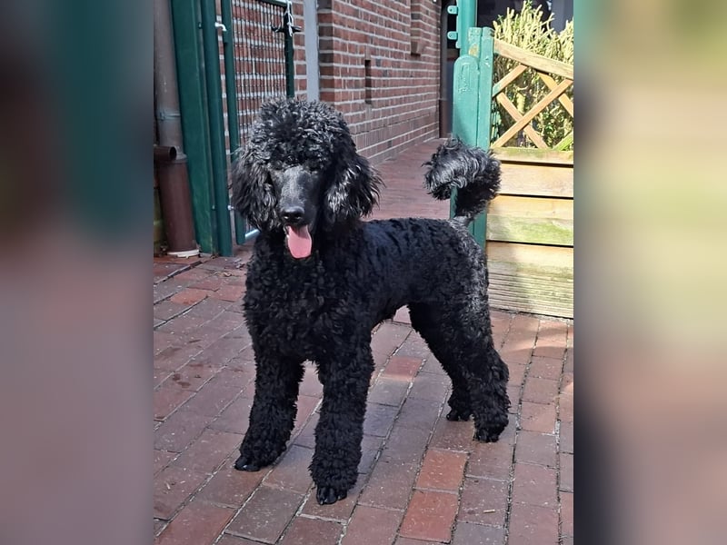 Großpudel / Königspudel schwarze  Junghündin Amira mit DPK/VDH Papiere