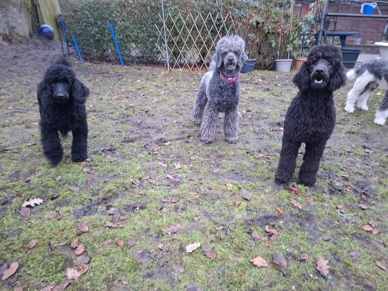 Großpudel / Königspudel schwarze  Junghündin Amira mit DPK/VDH Papiere