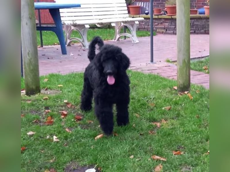 Großpudel schwarze Hündin Welpe Amira