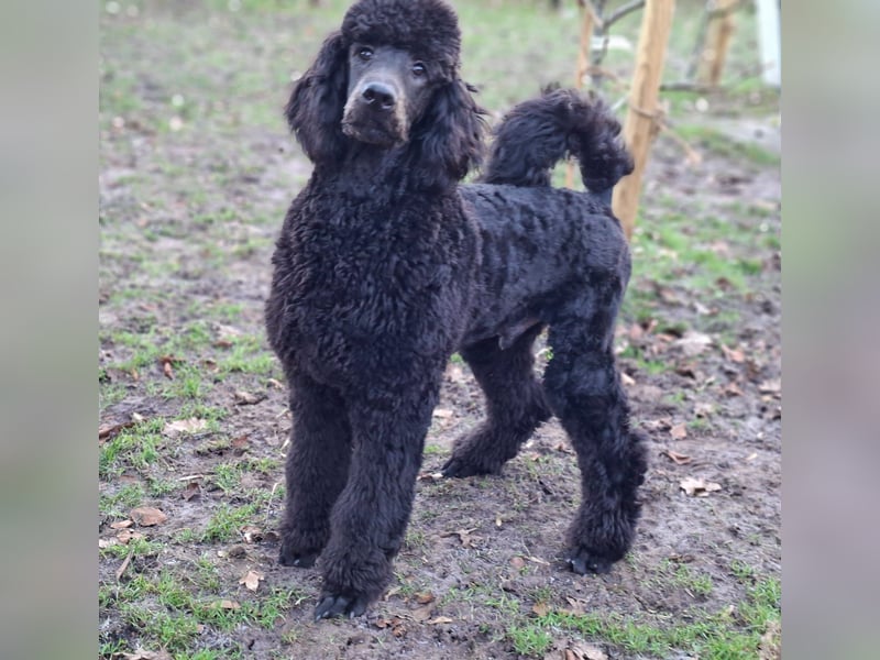 Großpudel / Königspudel Jungrüde schwarz Gary VDH/DPK Papiere