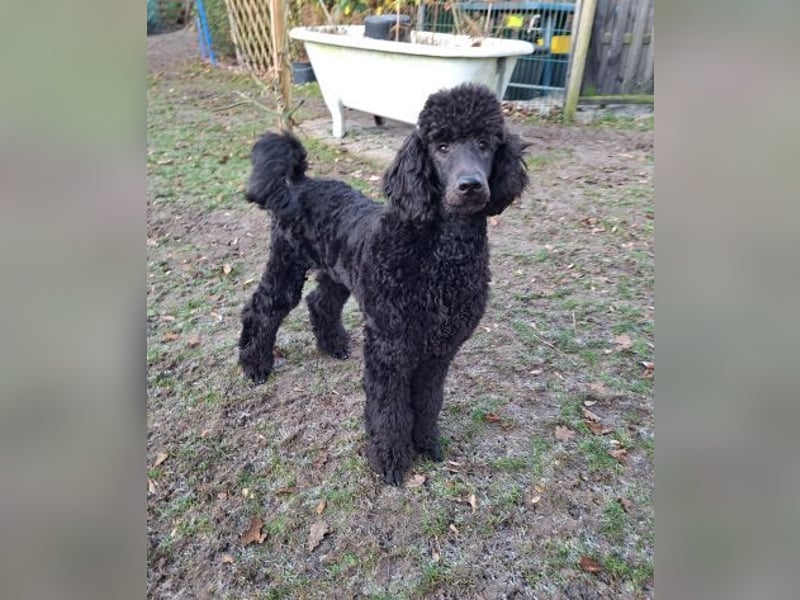 Großpudel / Königspudel Jungrüde schwarz Gary VDH/DPK Papiere