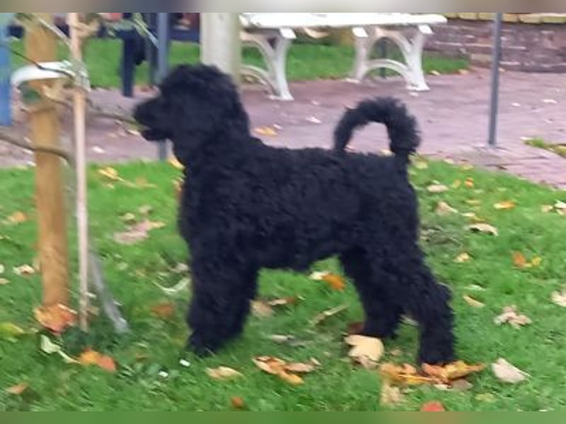 Großpudel schwarze Hündin Welpe Amira