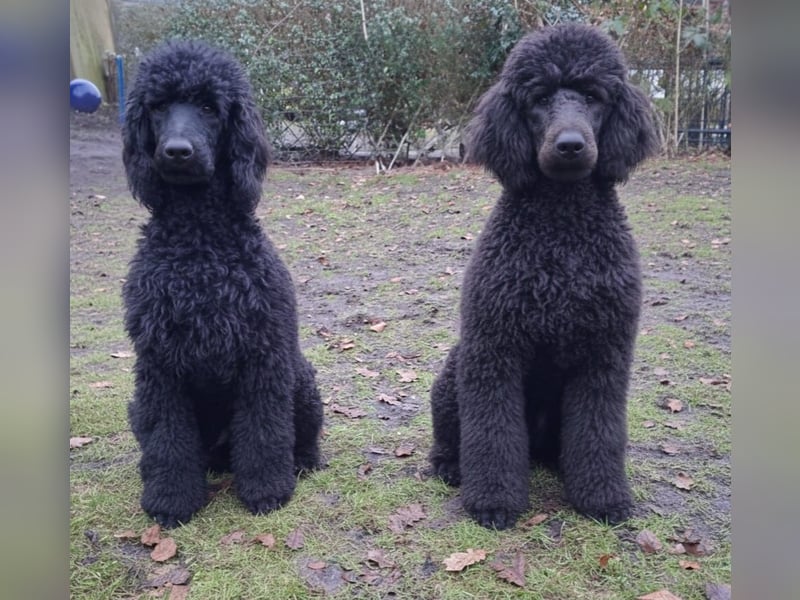 Großpudel / Königspudel Jungrüde schwarz Gary VDH/DPK Papiere