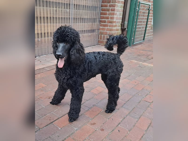 Großpudel / Königspudel schwarze  Junghündin Amira mit DPK/VDH Papiere