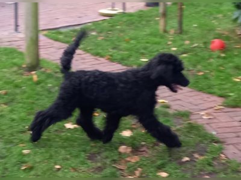 Großpudel schwarze Hündin Welpe Amira