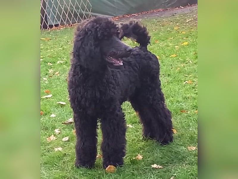 Großpudel Rüde Welpe schwarz,  navi grünes  Halsband