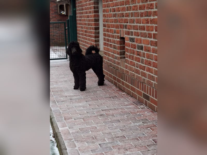 Großpudel / Königspudel Jungrüde schwarz Gary VDH/DPK Papiere