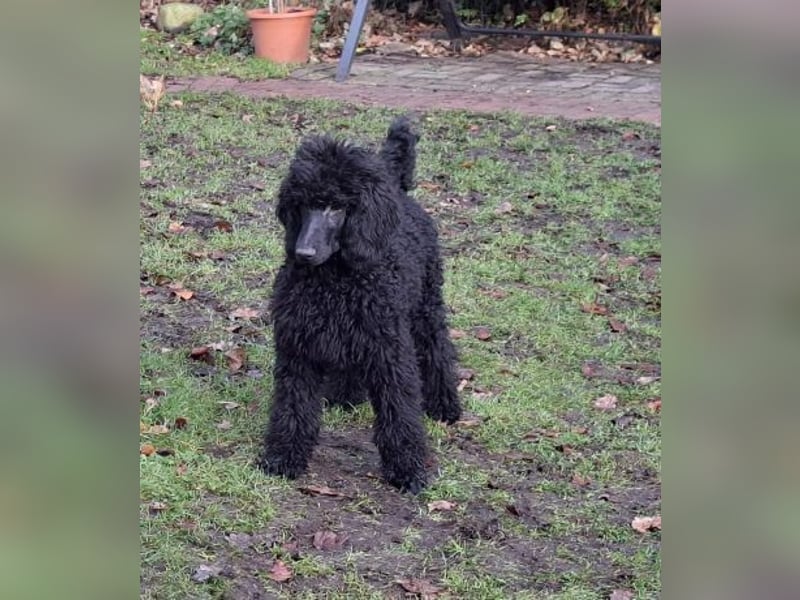 Großpudel / Königspudel schwarze Hündin Welpe Amira mit DPK/VDH Papiere
